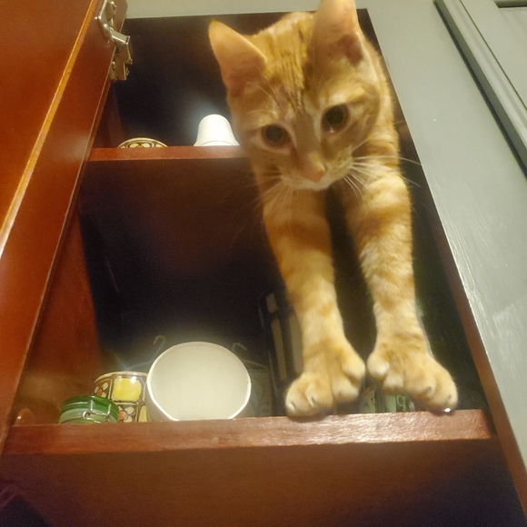 I RESCUE KITTIES & TNR - Picture 8 of 16